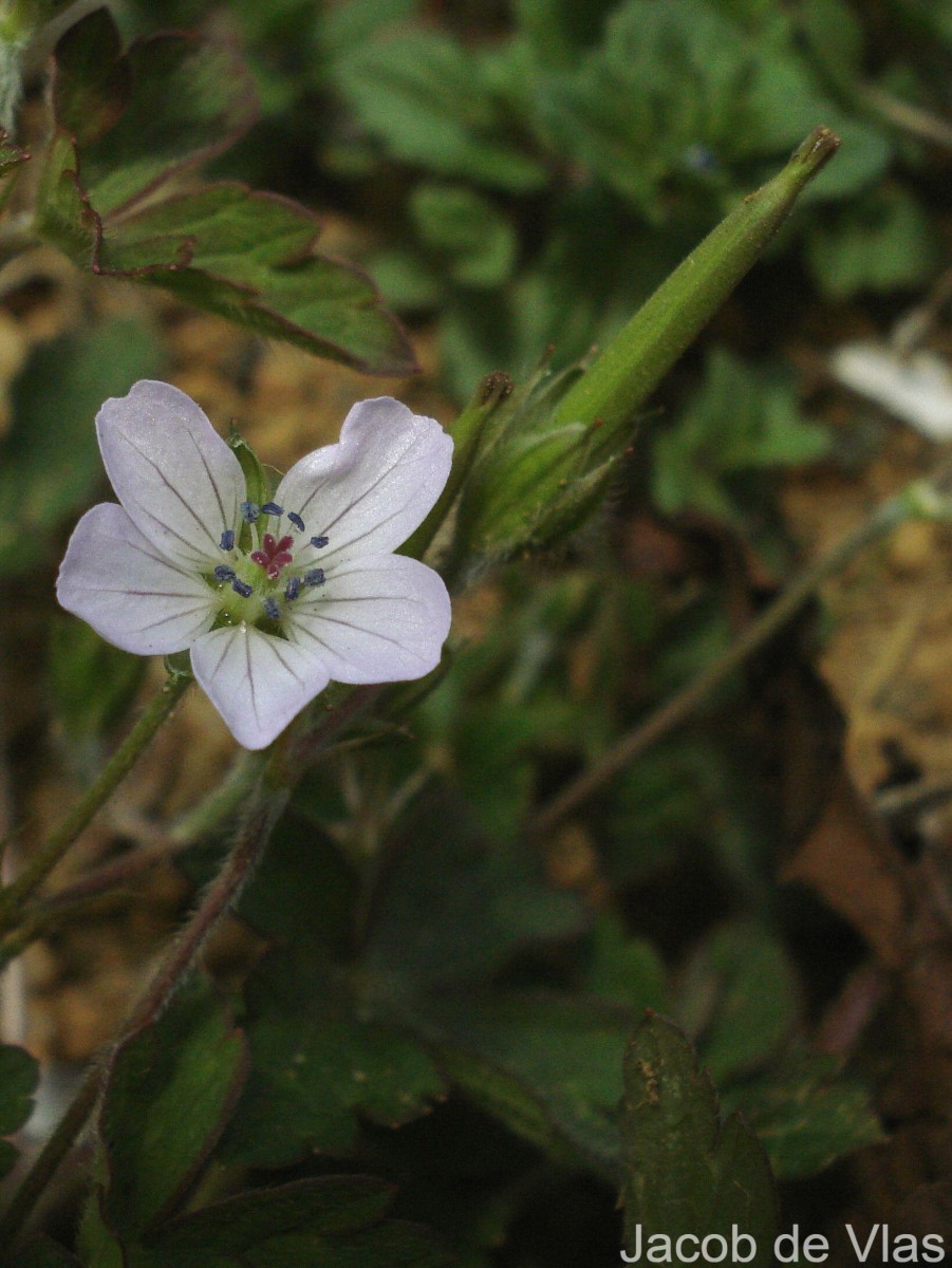 Geranium nepalense Sweet